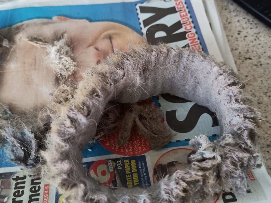 A dense rope of grey lint pulled out of a tumble dryer duct, laid on newspaper.